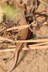 Eutropis