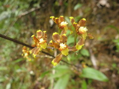 Cyrtochilum