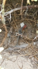 Microlophus albemarlensis