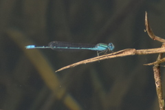 Pseudagrion decorum