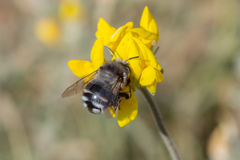 Anthophora alluaudi