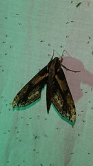 Xylophanes ceratomioides