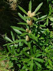 Brabejum stellatifolium