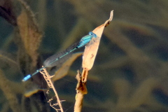Pseudagrion decorum