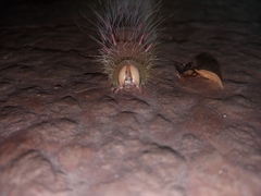 Bombycoidea