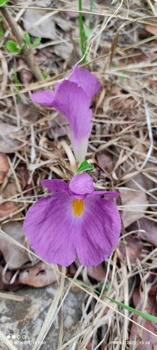 Siphonochilus image