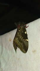 Paradirphia andicola