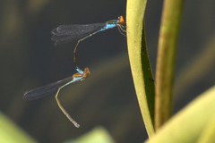Pseudagrion rubriceps