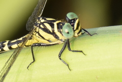 Microgomphus torquatus