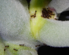 Pheidole