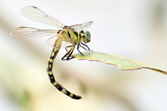 Microgomphus torquatus