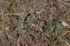 Oxytropis strobilacea