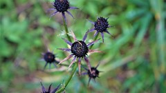 Eryngium serratum