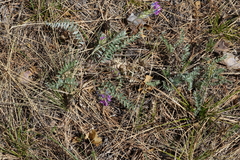 Oxytropis strobilacea