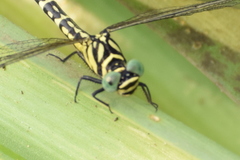 Microgomphus torquatus