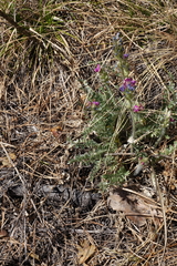 Oxytropis strobilacea