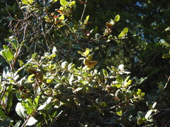 Quercus durata