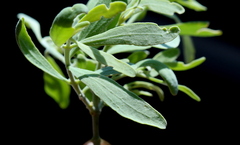 Salvadora australis