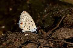 Lepidochrysops plebeia
