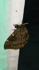 Paradirphia andicola