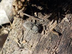 Phidippus mystaceus