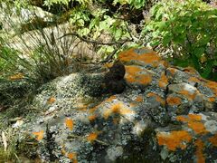 Papio ursinus ursinus