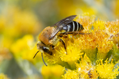 Colletes dimidiatus
