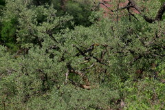 Salvadora australis