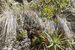 Cyrtochilum rhodoneurum