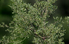 Salvadora australis