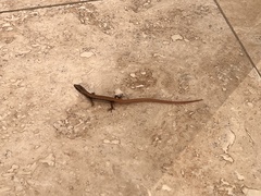 Elgaria multicarinata