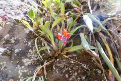 Cyrtochilum rhodoneurum