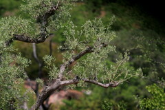 Salvadora australis