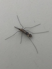 Anopheles punctipennis