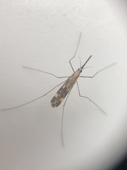 Anopheles punctipennis