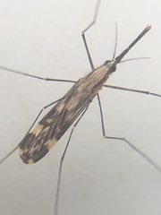 Anopheles punctipennis