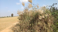 Phragmites australis