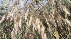 Phragmites australis