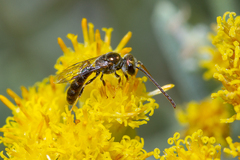 Lasioglossum loetum