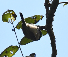 Poecile palustris