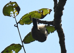 Poecile palustris