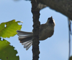 Poecile palustris