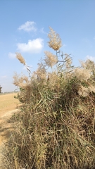 Phragmites australis