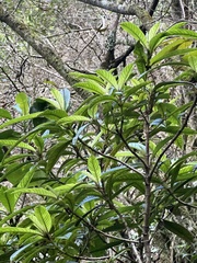 Cyrtandra longifolia