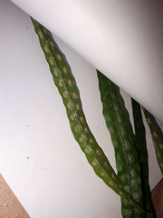 Microgramma mortoniana