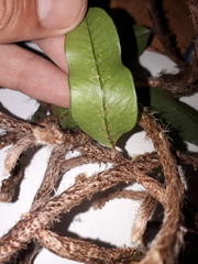 Microgramma mortoniana