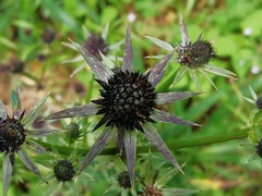 Eryngium serratum