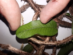 Microgramma mortoniana