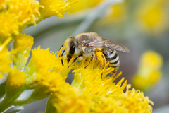 Colletes moricei