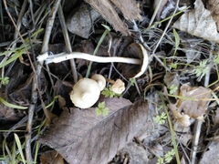 Coprinopsis marcescibilis